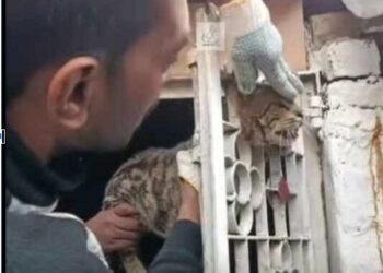 Cat Rescued Iron Entrance Cat Stuck in Iron Entrance part2