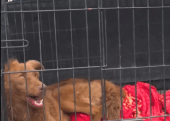 Rescue dog Who was found in dire situation serious rabies._part2