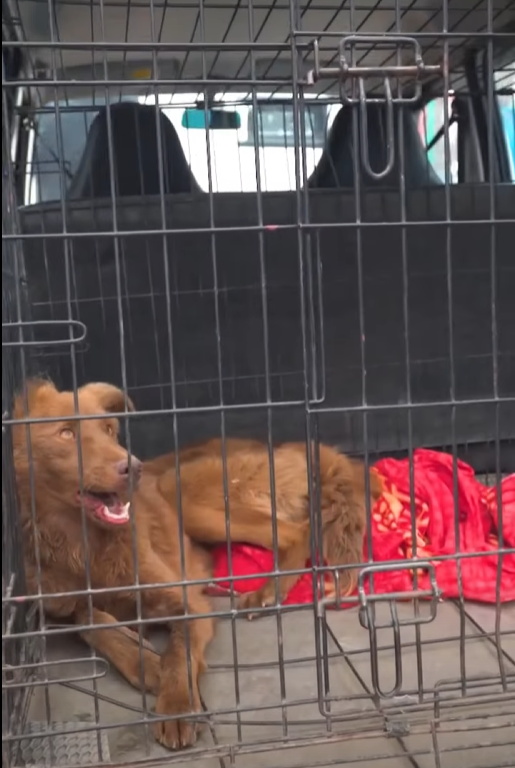 Rescue dog Who was found in dire situation serious rabies._part2
