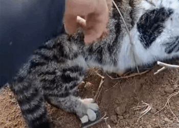 Save a poor cat (Part 2)