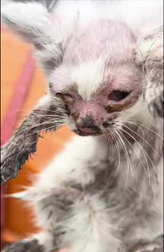 Any animal needs to be loved (Part 2)