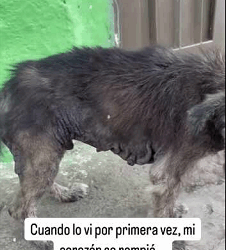 Pobrecito como estaba quedando sin pelito