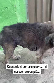 Pobrecito como estaba quedando sin pelito