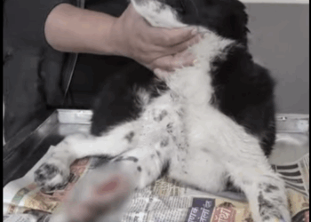 Rescue Dog who was victim of Hit Run part2