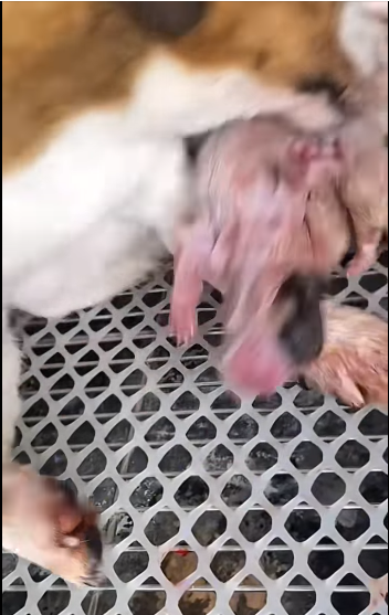 Hermosa madre de cuatro patitas y sus bellos bbs part 2