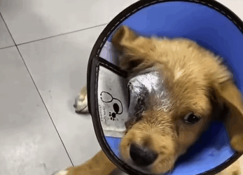 Pobre perro fue abandonado y perdió un ojo (Part 2)