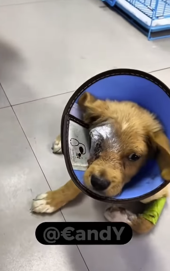 Pobre perro fue abandonado y perdió un ojo (Part 2)
