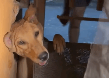 Dog was Rescued after being Stuck in an iron gate. Dog Stuck (part 2)