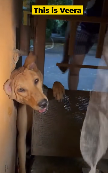 Dog was Rescued after being Stuck in an iron gate. Dog Stuck (part 2)
