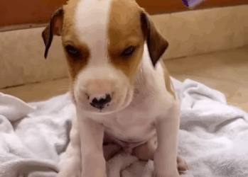 Todos Merecen un HOGAR con AMOR (part 2)