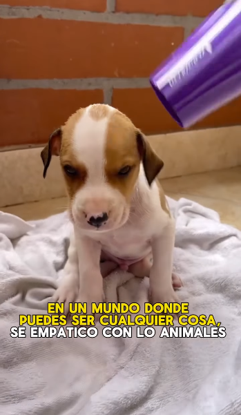 Todos Merecen un HOGAR con AMOR (part 2)