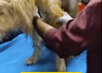 Once beloved breed dog, Romeo began developing health problems (part 2)