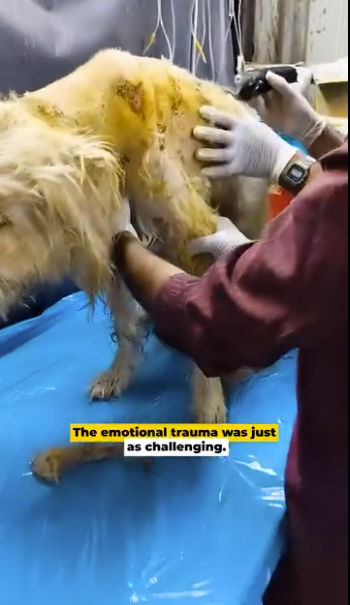 Once beloved breed dog, Romeo began developing health problems (part 2)