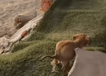 🙏 “O resgate é só o começo. A jornada por um lar começa agora!”