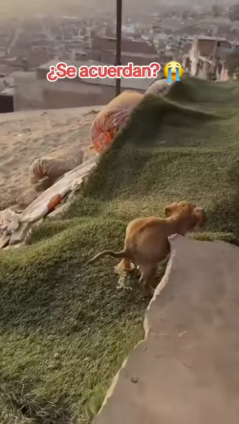 🙏 “O resgate é só o começo. A jornada por um lar começa agora!”