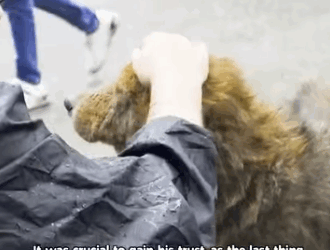 Rescue of Dog Severe Maggot Wound Nerve Damage During Manali Floods (part 2)