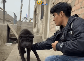 🌟 “Demos voz a quem não pode falar (Part 2)