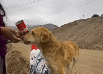 Cada vida importa. Hoje salvamos mais uma! (Part 2)