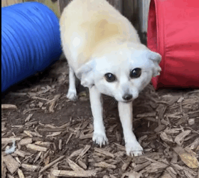 Rescate del zorro fénec (Part 2)