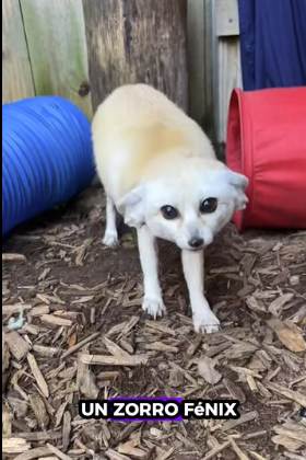 Rescate del zorro fénec (Part 2)