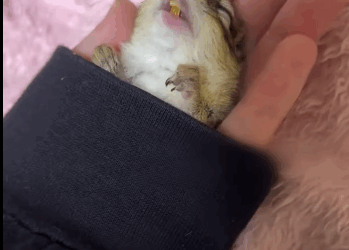 Rescatar la ardilla (Part 2)