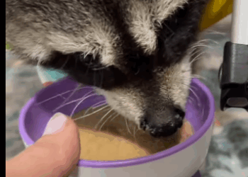 Rescatar mapaches (Part 2)