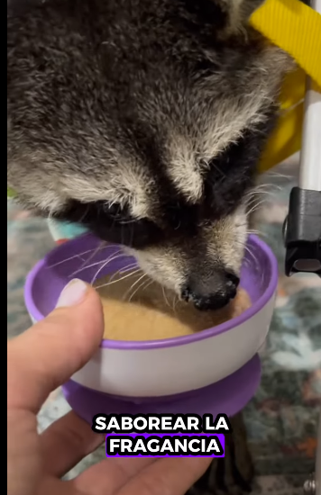 Rescatar mapaches (Part 2)