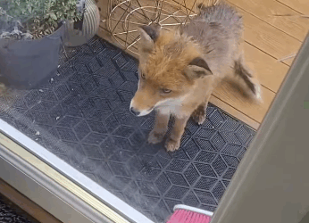 Zorros rescatados (Part 2)