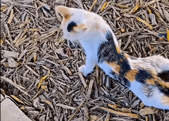 On my way home, saw cat crawling on sidewalk (Full video)