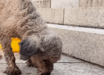 Poor dog on the street (Full video)