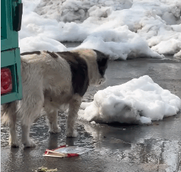 Poor dog (Full video)