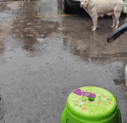 No one needs me (Full video)