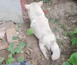 Poor dog (Full video)