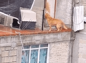 Cada día llueve sobre mí nadie viene salvarme (part2)