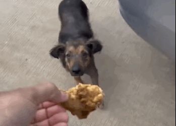 Pobrecito ya no tenía casi pelito part2