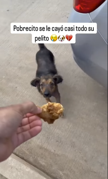 Pobrecito ya no tenía casi pelito part2