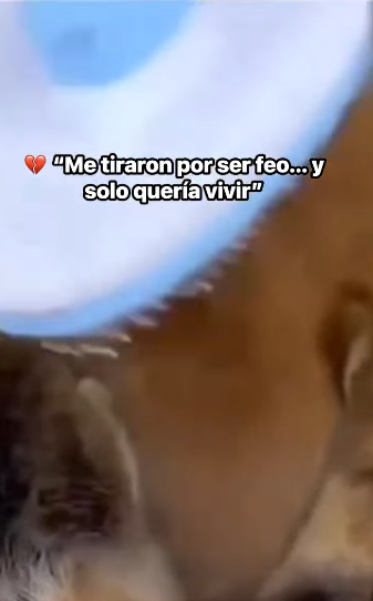 Me tiraron por ser feo solo quería vivir El angel de la montaña_part 2