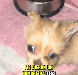 Nací sin patitas nadie nadie me quiso..Mi hogar fue la calle. #historiasqueladran El angel de la montaña_part 2