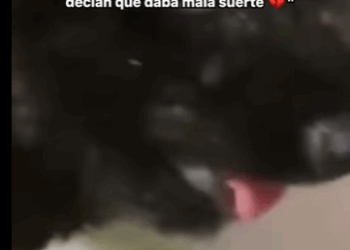 Mi pelaje negro era mi condena decían que daba mala suerte El angel de la montaña (Part 2)