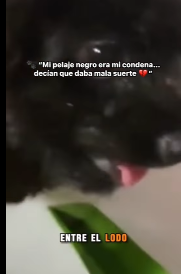 Mi pelaje negro era mi condena decían que daba mala suerte El angel de la montaña (Part 2)