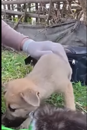 Me golpeó en la cabeza me tiró morir como si fuera nada (Part 2)