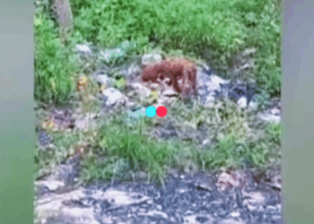 The stray dog in the garbage heap is covered with dirt and knotted hair. The timid and helpless appearance is heartbreaking (Full video