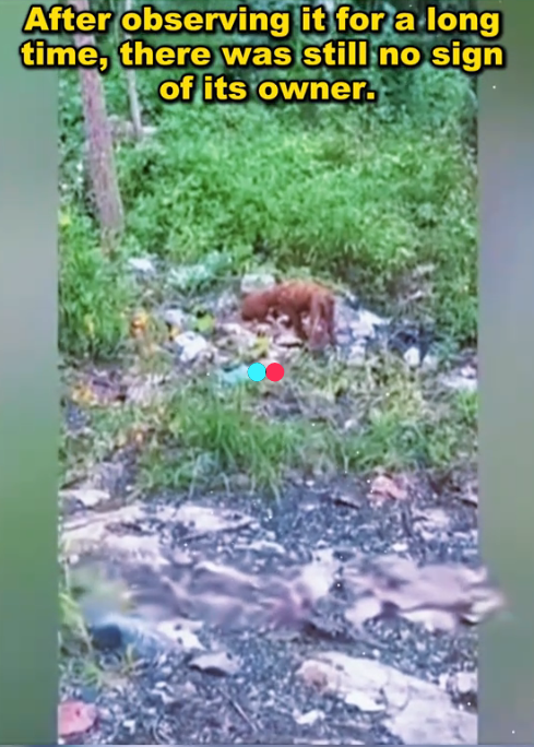The stray dog in the garbage heap is covered with dirt and knotted hair. The timid and helpless appearance is heartbreaking (Full video