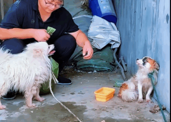 The dog’s little mistake is disliked, and the way it hides in the corner is heartbreaking (Full video)