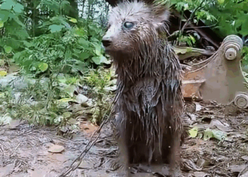 Blind dog was seriously ill abandoned in rainstorm (Full video)