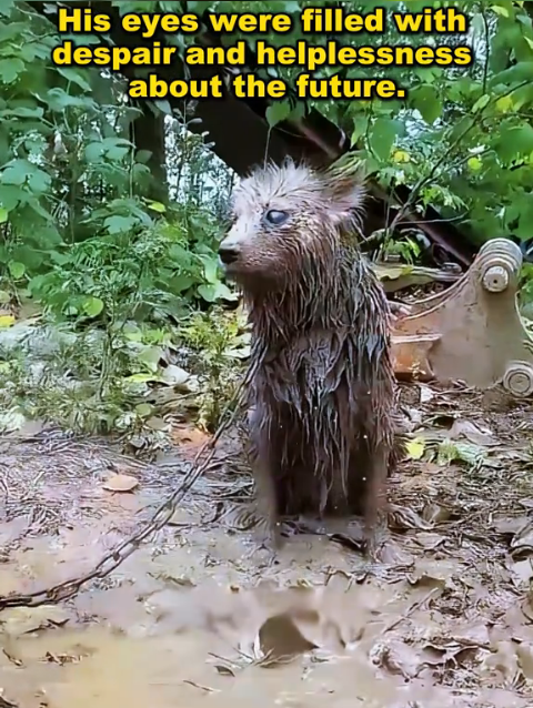Blind dog was seriously ill abandoned in rainstorm (Full video)