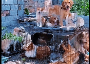 Busy figures shuttle continuously