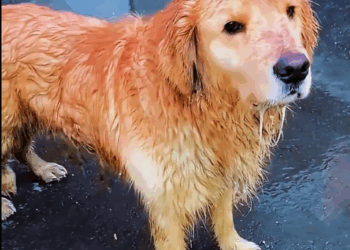 Review rescue adoption process of stray dog Golden Hair (Full video)