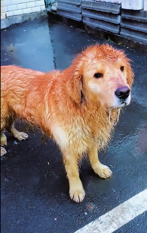 Review rescue adoption process of stray dog Golden Hair (Full video)