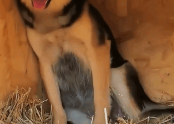 The stray dog that has just been rescued gave birth to 10 puppies (Full video)